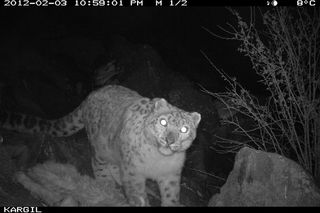 snow leopards in india, snow leopard pictures, snow leopards Kashmir, where snow leopards live, endangered snow leopards, endangered big cats, big cats news, endangered species news, snow leopards photos
