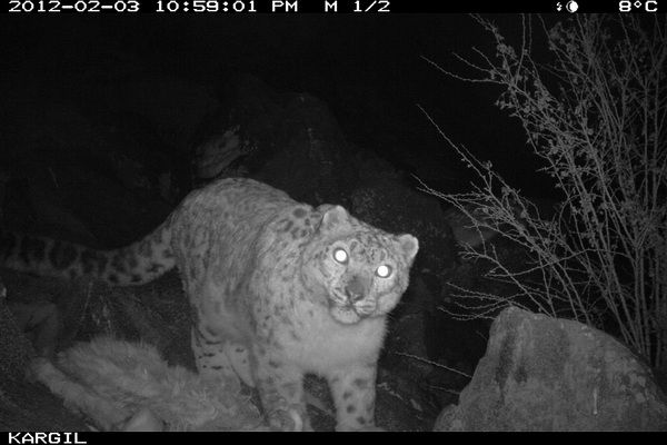 snow leopards in india, snow leopard pictures, snow leopards Kashmir, where snow leopards live, endangered snow leopards, endangered big cats, big cats news, endangered species news, snow leopards photos