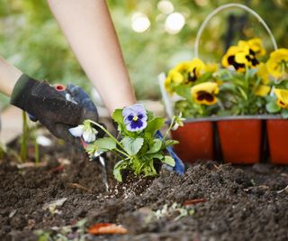 Planting flowers in a garden bed