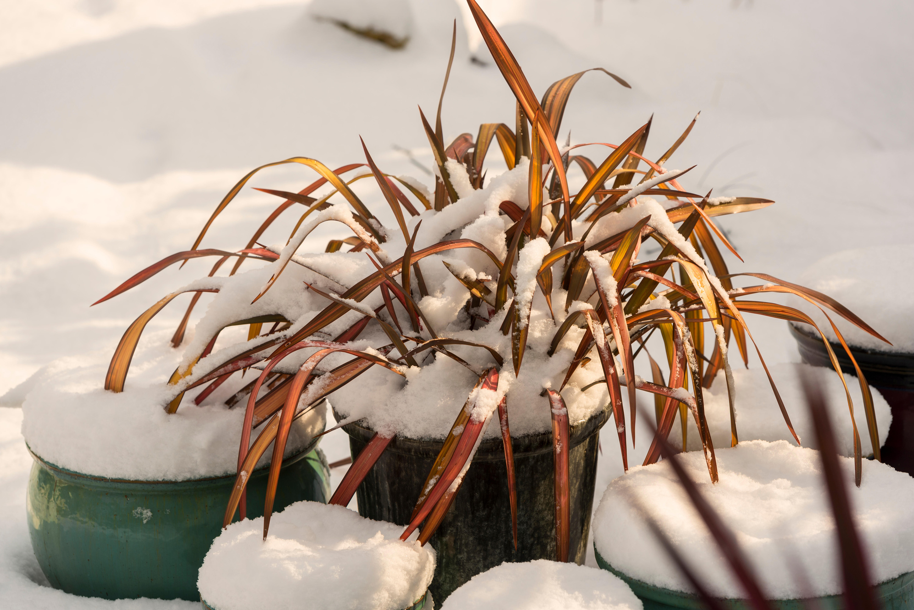 How to protect plants from frost ensure your pots and plants survive