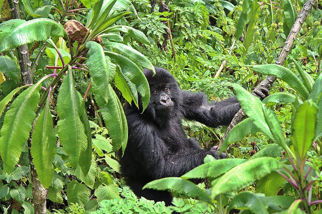 Mountain gorilla.