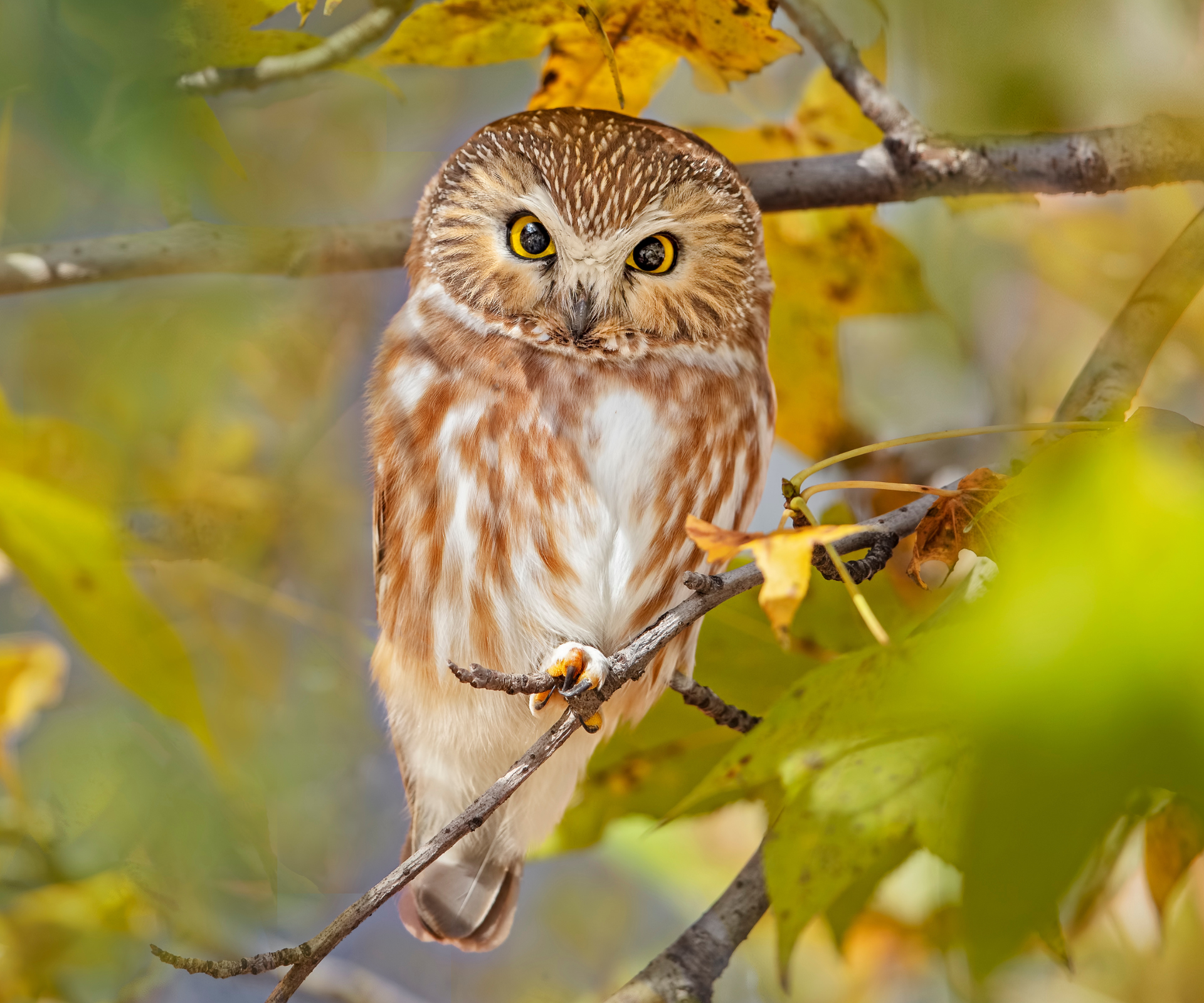 A Saw Whet Owl gives the camera an intimidating stare.