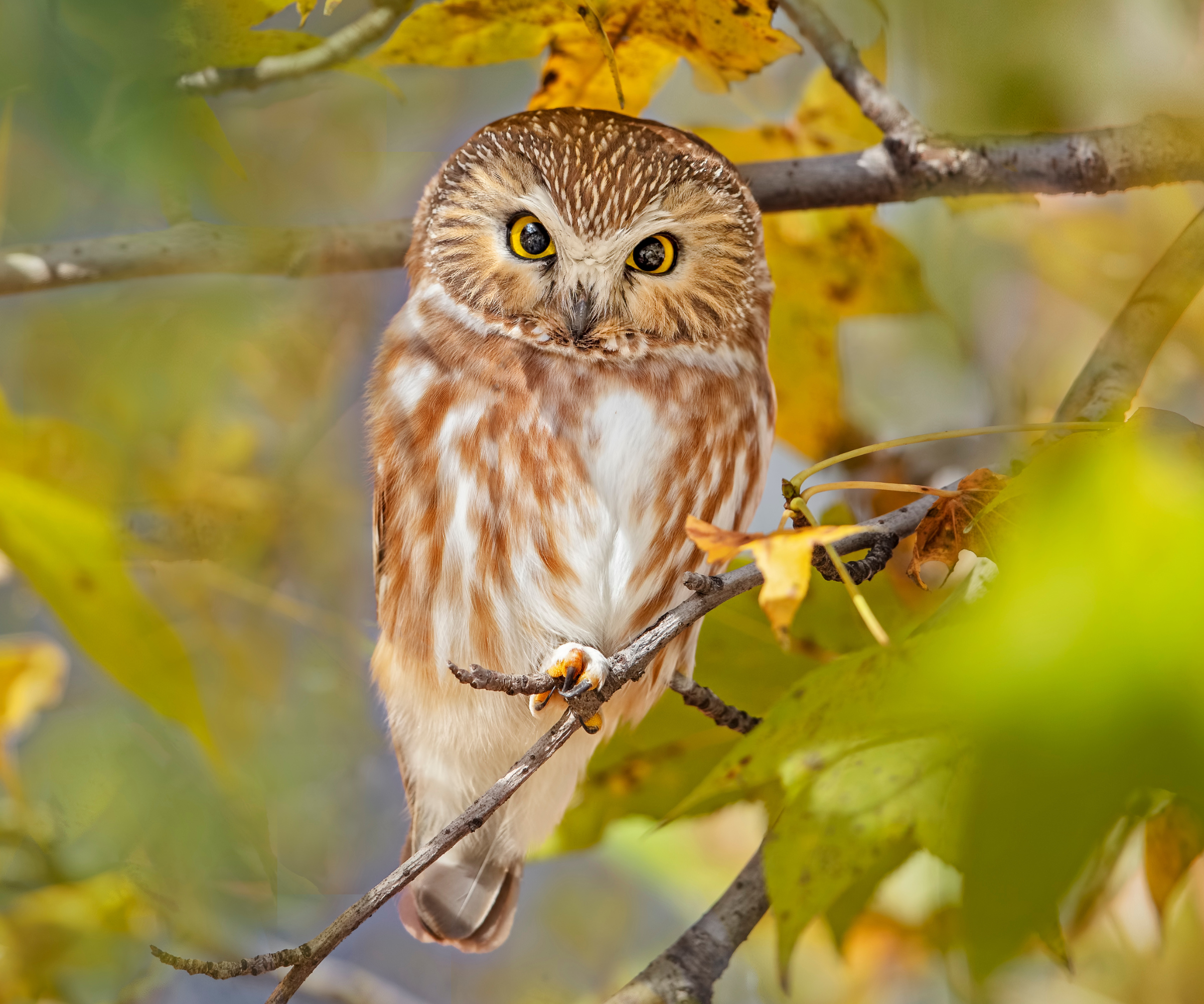 A Saw Whet Owl gives the camera an intimidating stare.