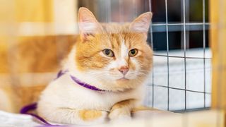 Cat in crate at animal shelter