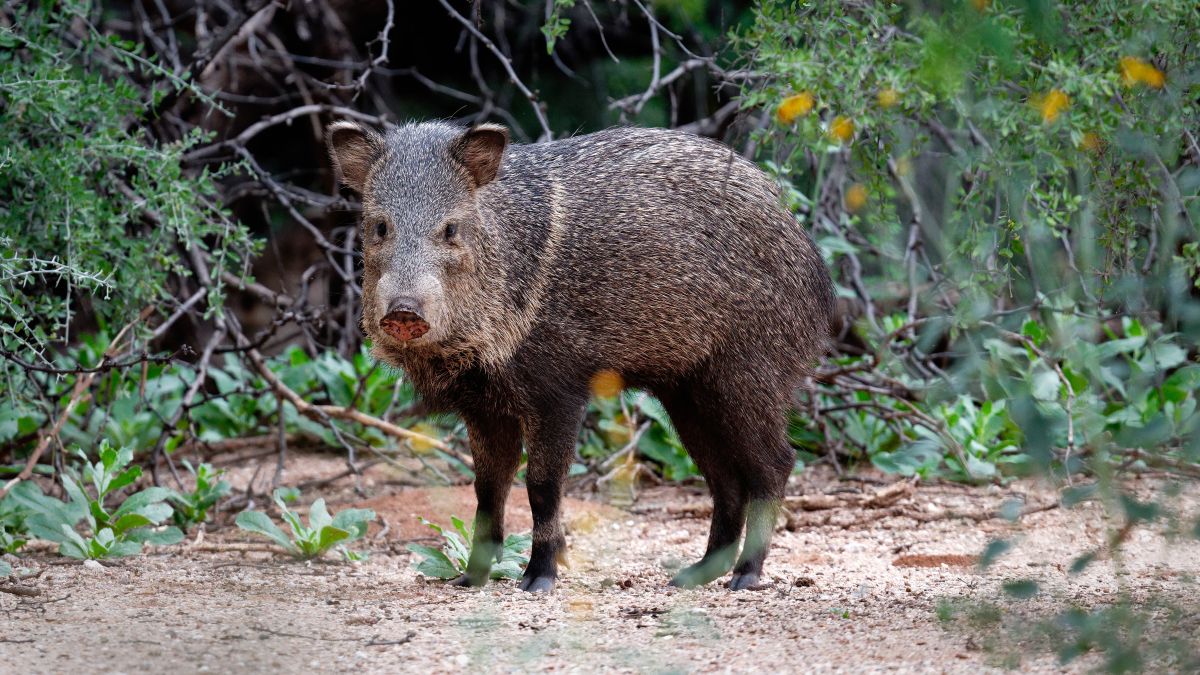 Man tries to pet hungry javelina during road trip – it doesn't go well