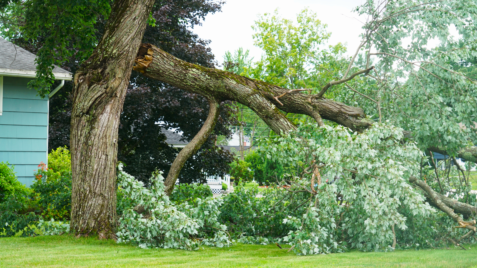 fallen tree in yard 