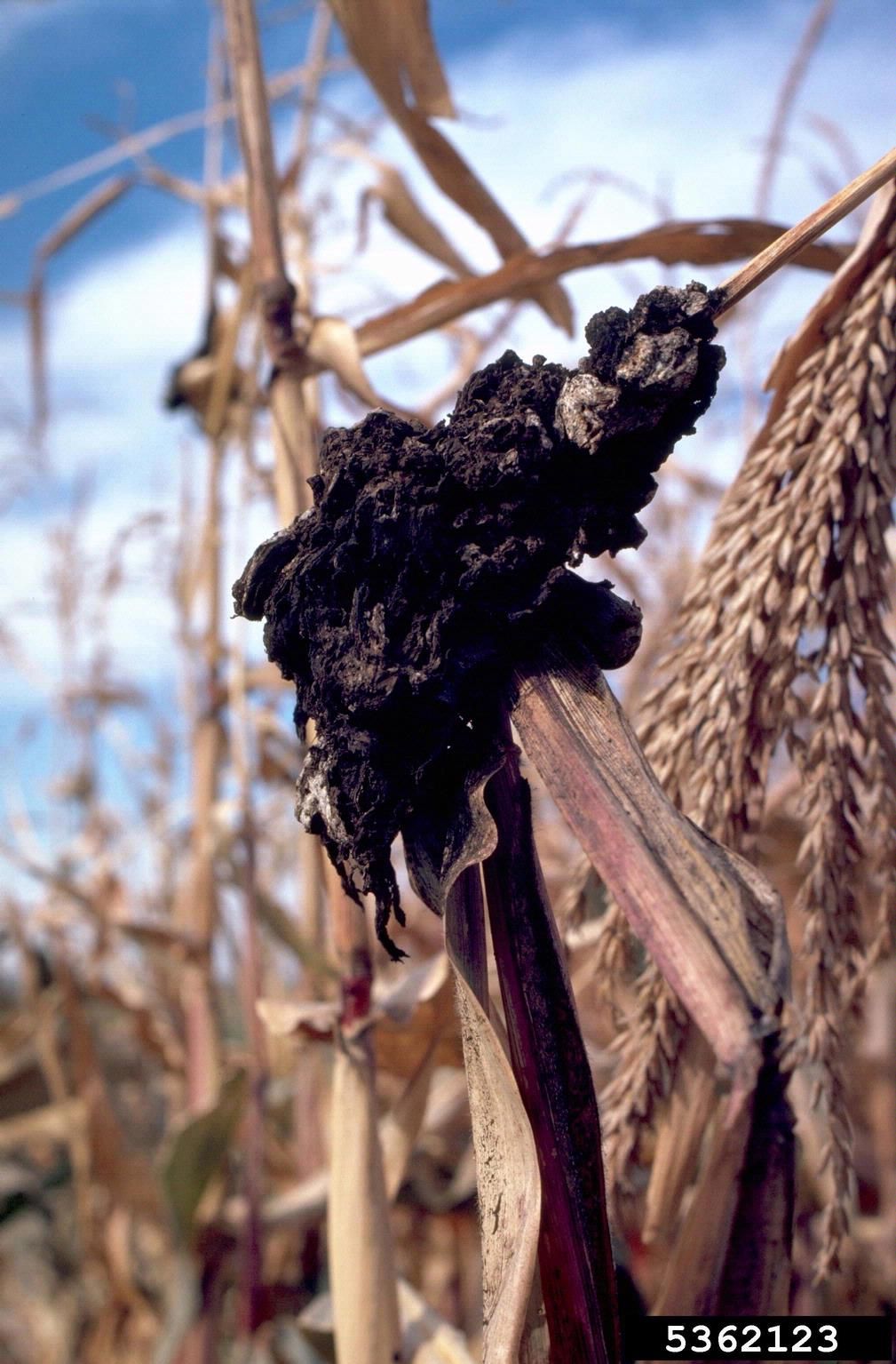 Black Smut Fungus Growing On Plant