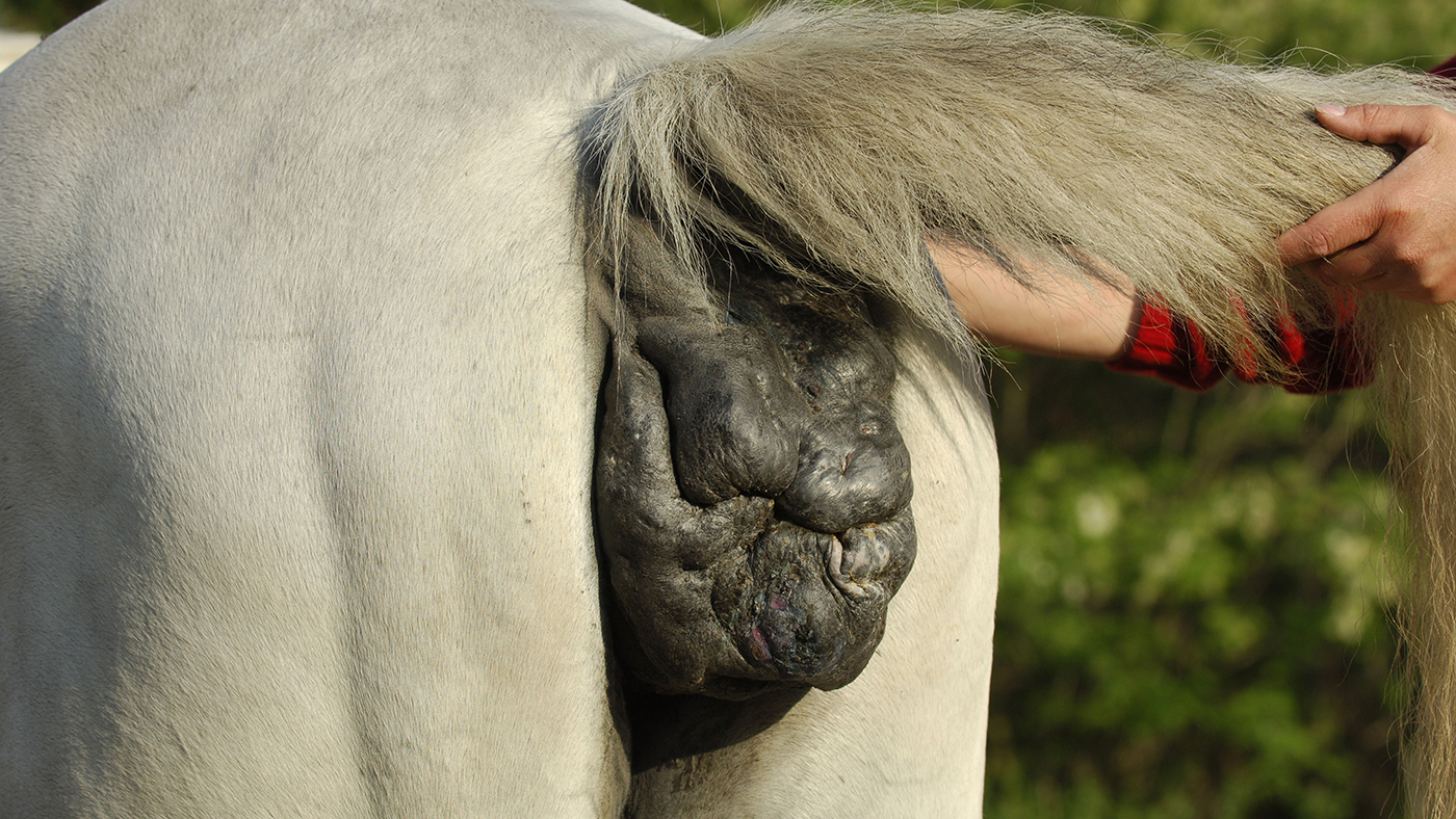 A severe example of melanomas in horses. This time the growth is located under the horse's tail, which is a common site to the growth
