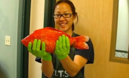 Just a monstrously gigantic goldfish — NBD.