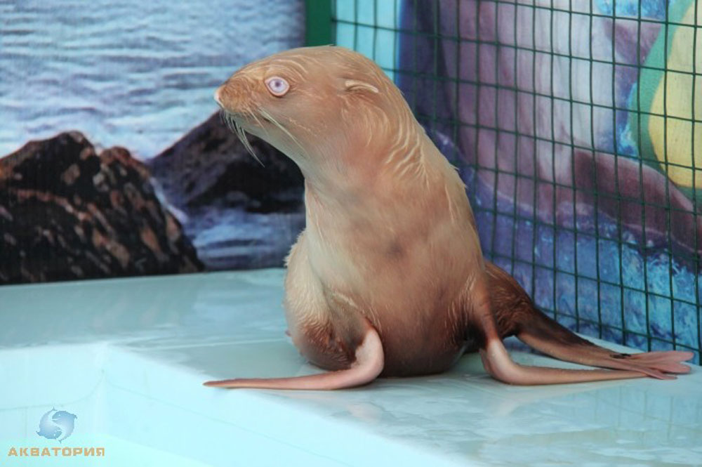 Nafanya the albino seal