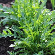 arugula growing in garden 