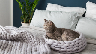 Cat lying down in a grey knitted bed. It is placed on top of a human's bed with a matching blanket next to it and a plant next to the bed