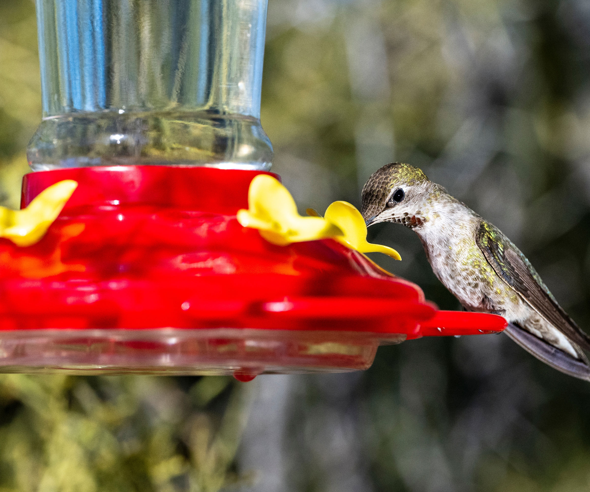 hummingbird feeding from red feeder