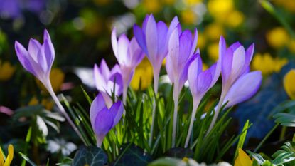 image of crocus