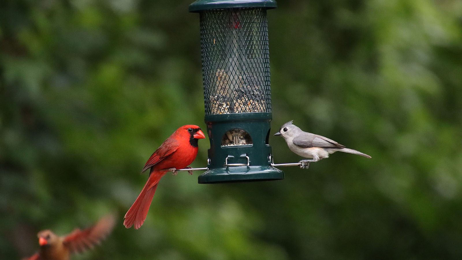 Red male northern cardinal songbird and crested titmouse bird perched on feeder with female cardinal in flight in green tree background.