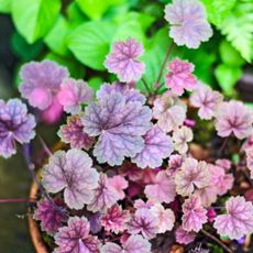 heuchera plants in terracotta pot