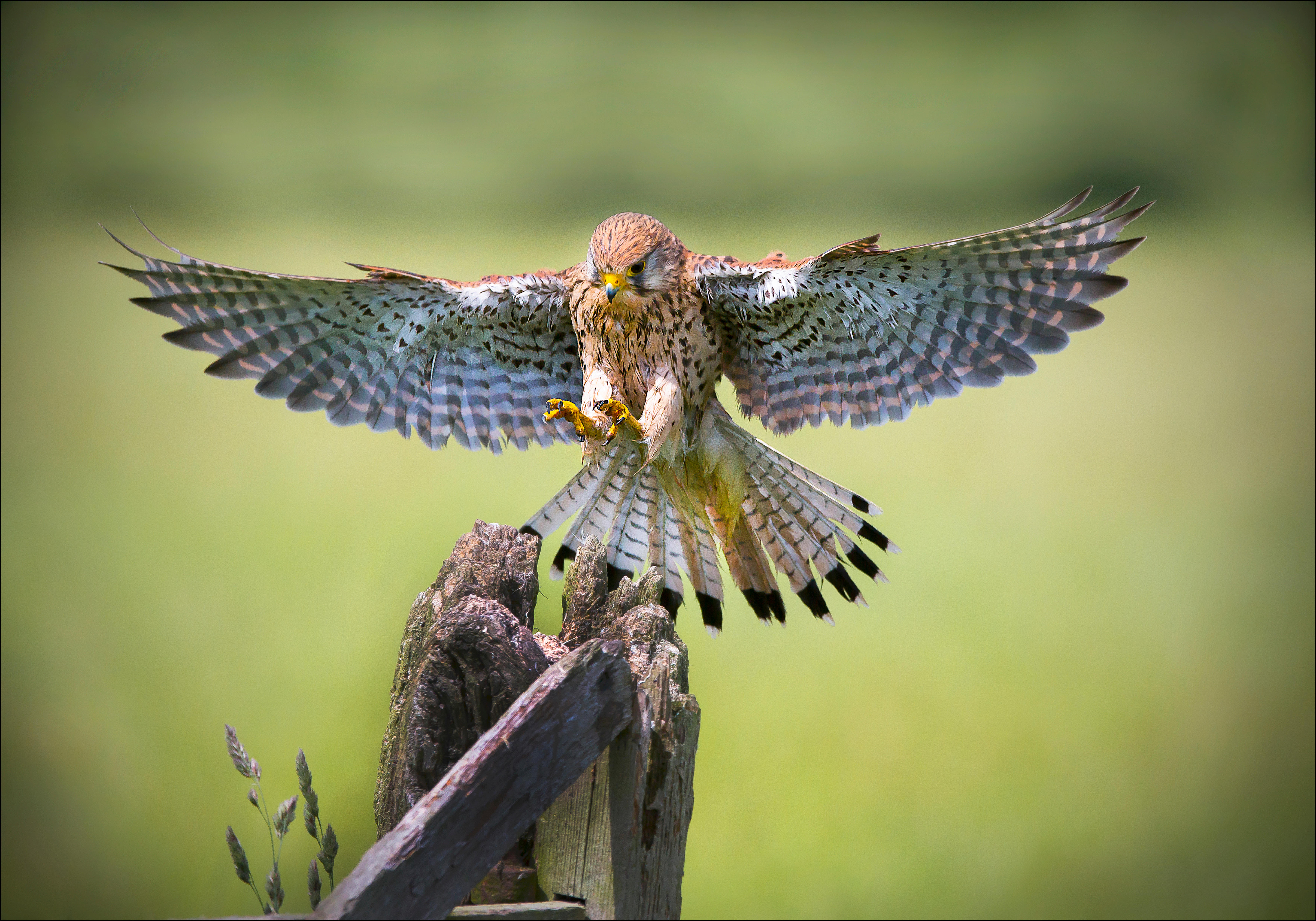 Kestrel landing