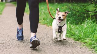 Lower half shot of woman walking dog wearing walking trainers along a footpath