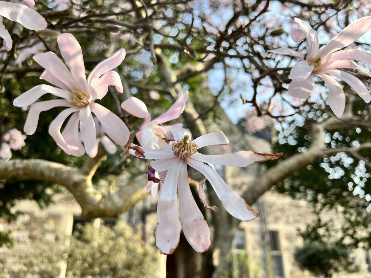 Pink flowers on a tree