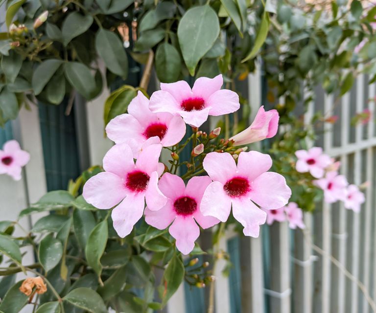 Best climbing plants for arches 10 easy ideas for your garden