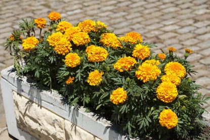 Planter Pot Full Of Marigold Flowers