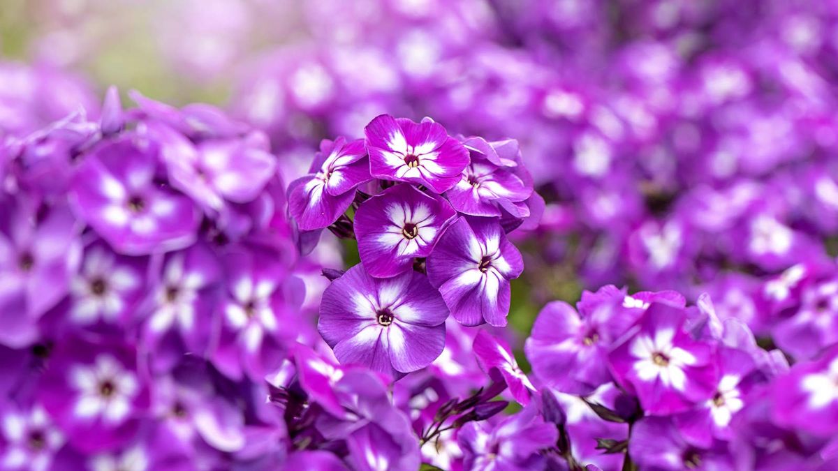 How to grow phlox - get success with different varieties | Homes & Gardens