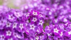 Pink-purple blooms of a phlox up-close