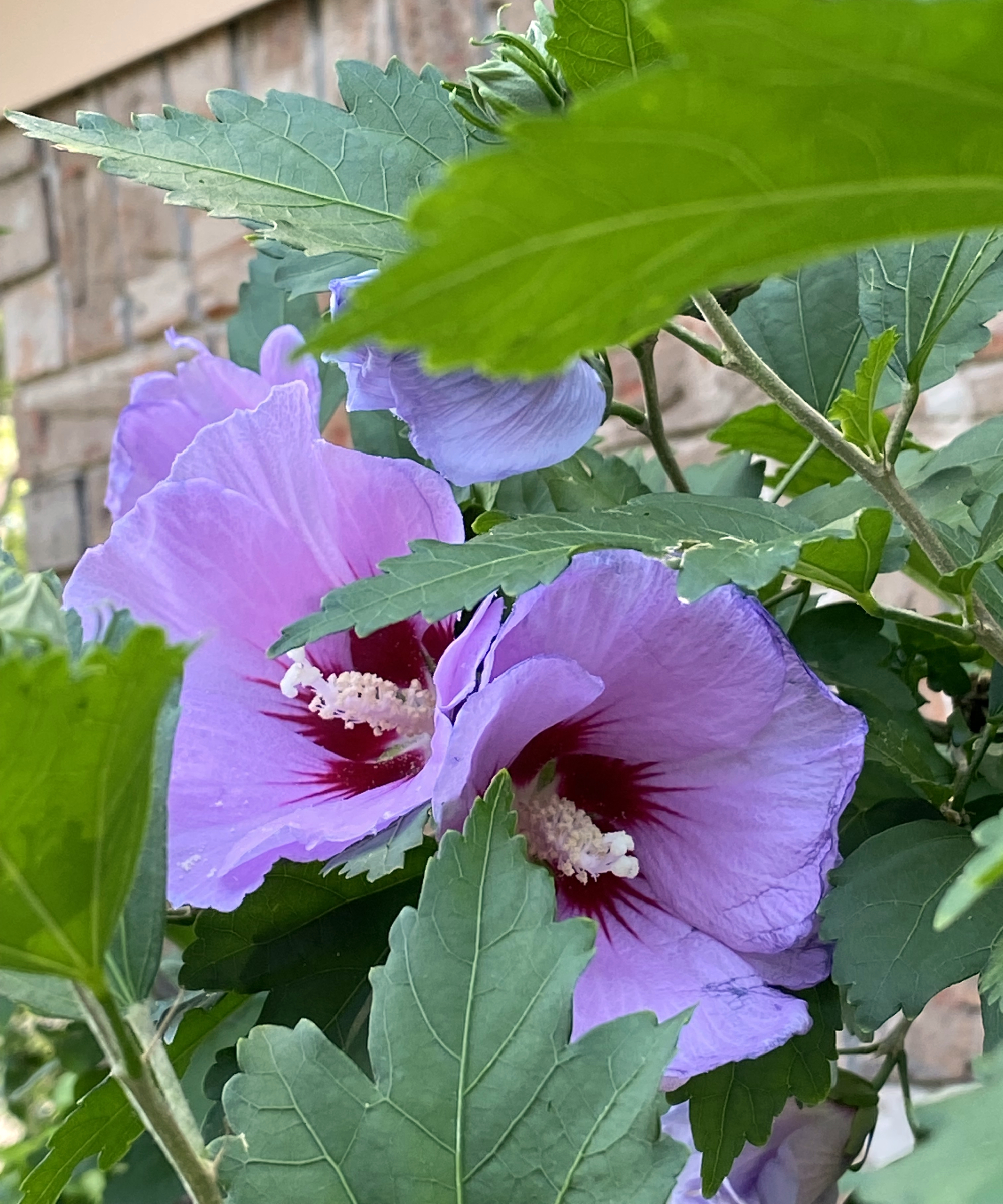 violet hibiscus bloom