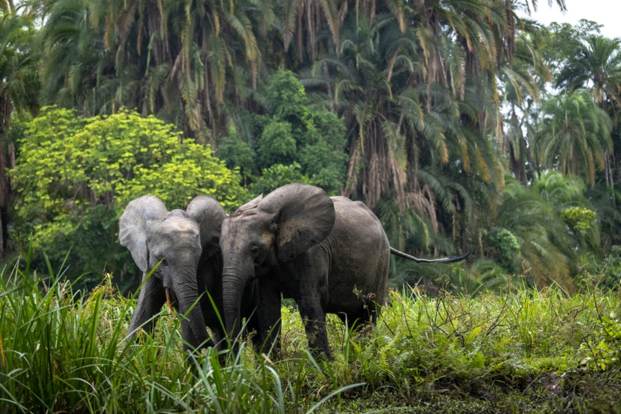 Les secrets des éléphants sur disney+