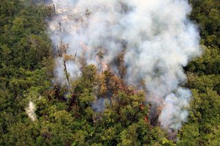 Trees burst into flame as lava creeps through the Wao Kele o Puna forest reserve.