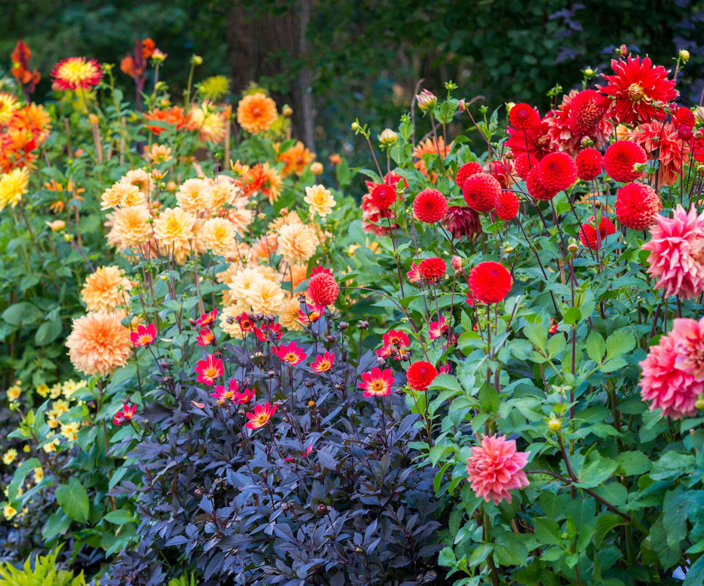 tall stem red pink and yellow dahlias in garden