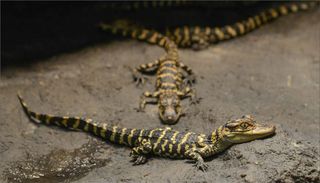 Crocs American alligator hatchlings
