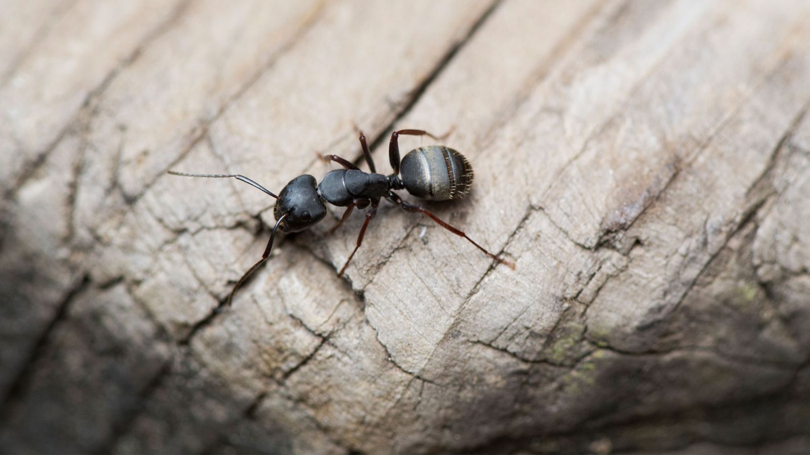 How to get rid of carpenter ants advice from pest experts