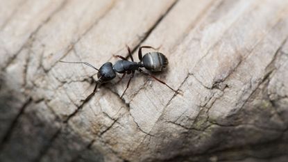 one ant on wood