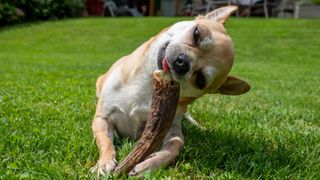 Chihuahua biting on an antler lying on grass