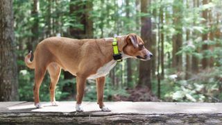 Dog with yellow collar on in the woods  — Best pet accessories