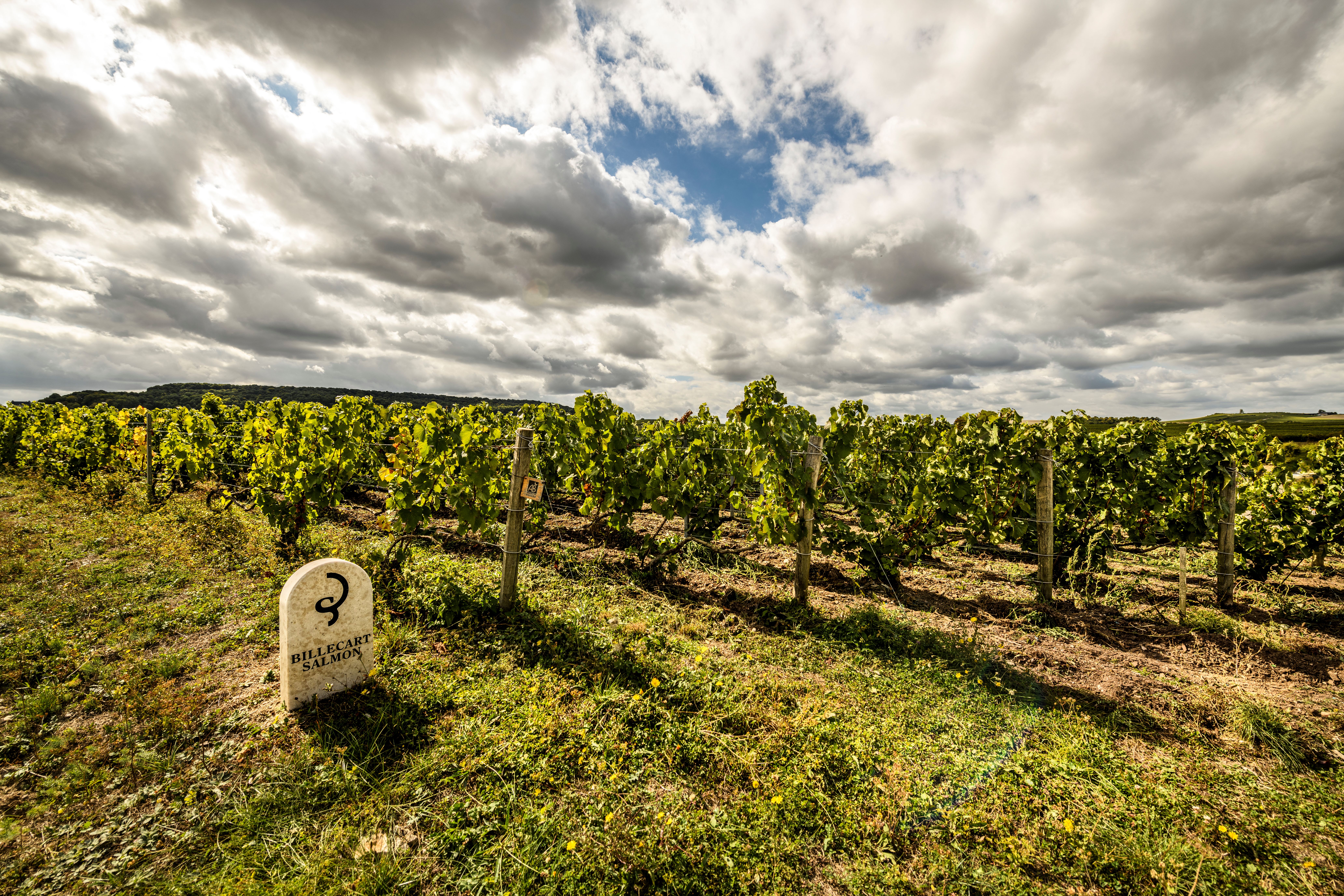 vineyard