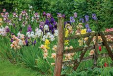 Sir Cedric Morris’s iris collection at Benton End in Suffolk is now curated by Sarah Cook, a former head gardener at Sissinghurst.