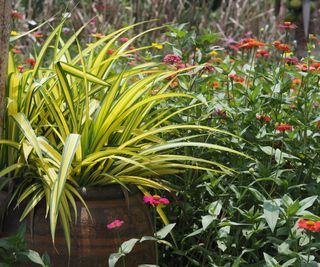 Hawaiian spider plant