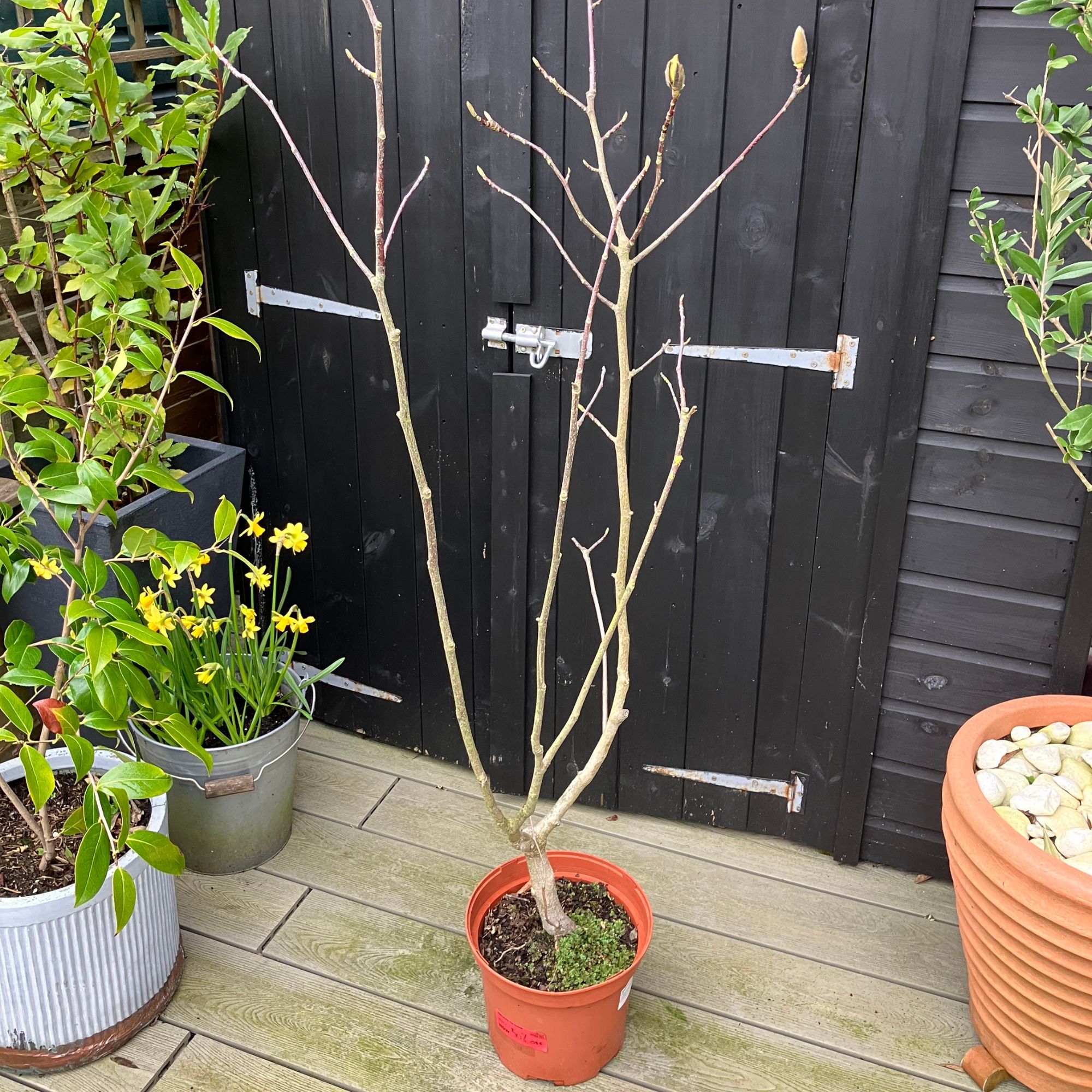 garden plants in pots