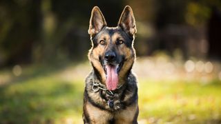 German Shepherd Dog