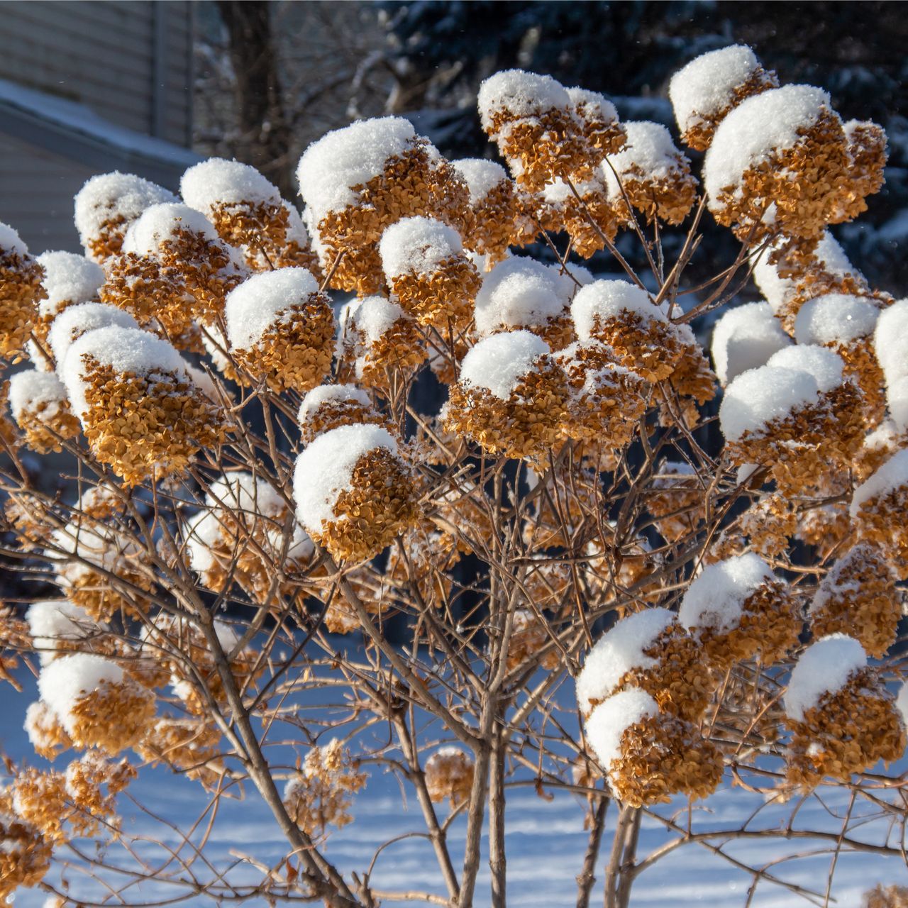 panicle hydrangea in a snowy yard