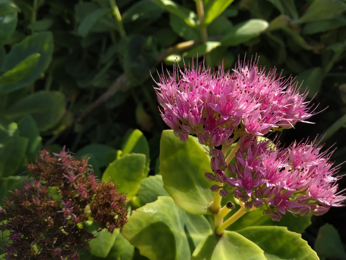 While close-up focusing could be better, you can still take some nice nature shots.