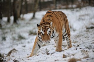 Marty the male Amur tiger was born on July 17, 2009.