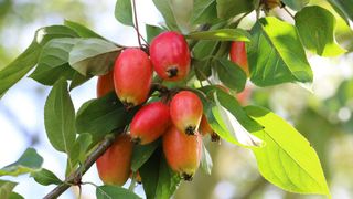 Malus 'John Downie' crab apples