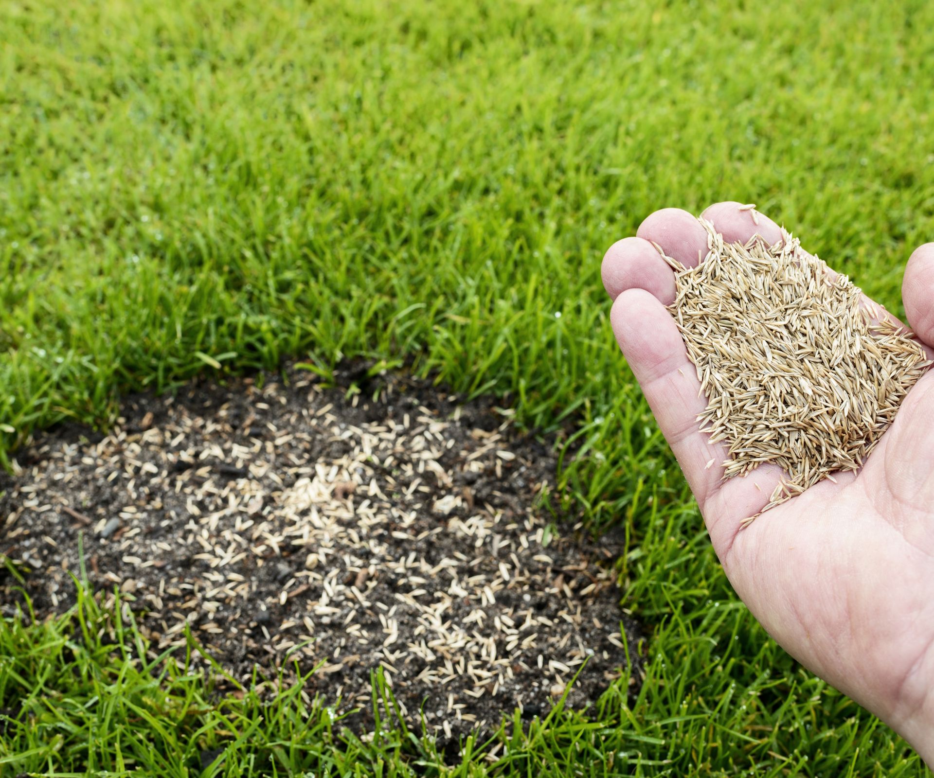 A gardener has a hand of grass seed and is overseeding a bare patch of soil in a lawn