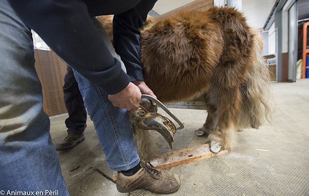 ponyfarrierAnimaux-en-Pe%CC%81ril.jpg