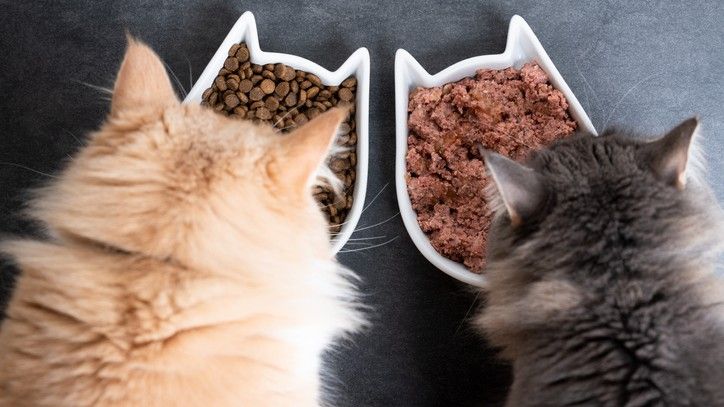 Is Dry Cat Food Best? Get A Vet’s View On Dry Vs Wet Cat Food 