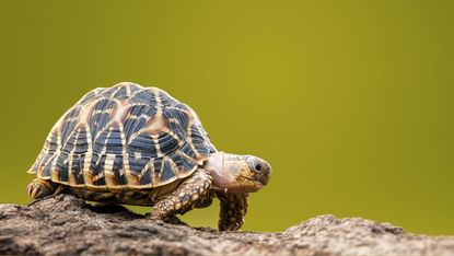 190111-tortoise.jpg