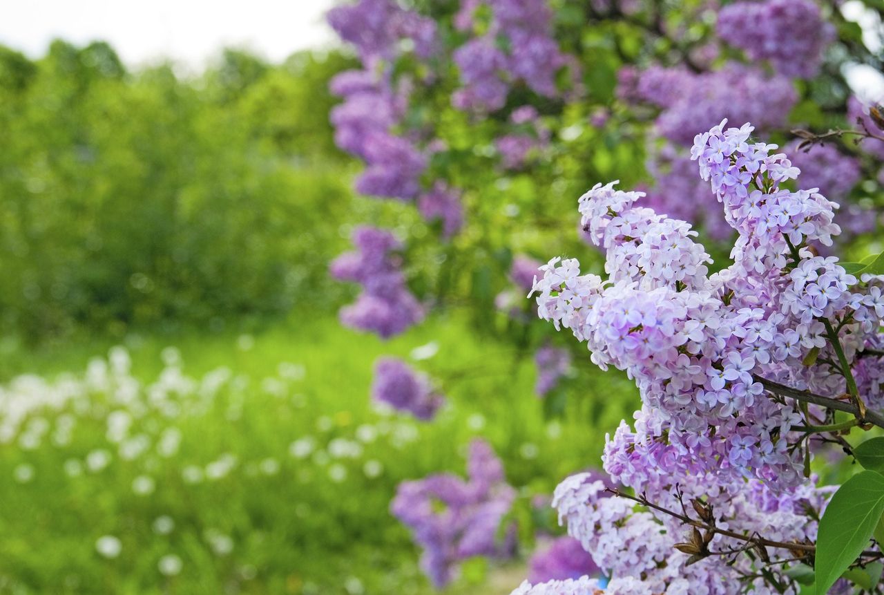 Close Up Of Purple Flowers In A Meadow